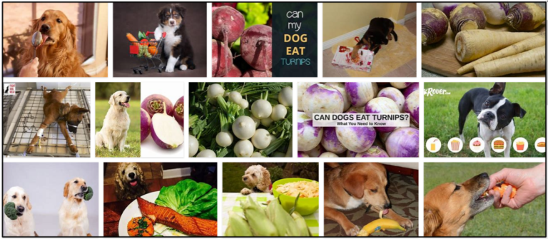 Can-Dogs-Eat-Turnips-768x335 Can Dogs Eat Turnips? Is It Healthy For Their Diet Or Not ** New  