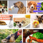Can-Dogs-Eat-Wasabi-150x150 Can Cats Eat Anchovies? All The Benefits And Disadvantages ** New  