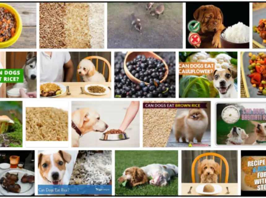 Can Dogs Eat Wild Rice? Take A Look At Our Expert Advice ** New ad-mania