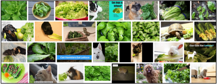06-Can-Cats-Eat-Romaine-Lettuce-700x273 Can Cats Eat Romaine Lettuce? Should You Feed Or Should You Avoid ** New  
