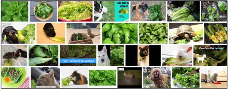 06-Can-Cats-Eat-Romaine-Lettuce-768x300 Can Cats Eat Romaine Lettuce? Should You Feed Or Should You Avoid ** New  