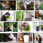 27-Can-Cats-Eat-Plants-150x150 Can Dogs Eat Nutella? How To Watch Out Their Diet ** New 
