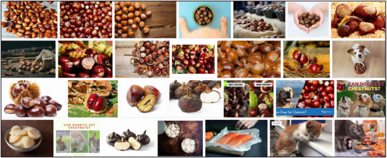 Can-Cats-Eat-Chestnuts-768x315 Can Cats Eat Chestnuts? The Best Approach To Feed Your Friend ** New  