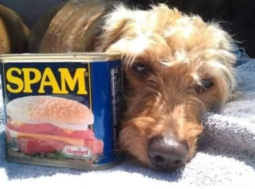 Can Dogs Eat Spam Can Dogs Eat Spam