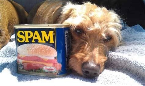 1692101585 Can Dogs Eat Spam  
