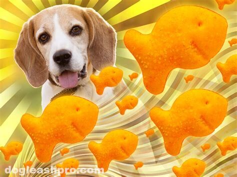 1692101854 Can Dogs Eat Goldfish  
