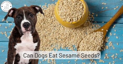 1692102280 Can Dogs Eat Sesame Seeds  