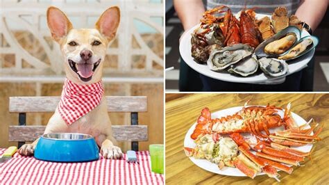 1692103628 Can Dogs Eat Lobster  