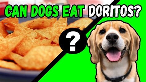 1692103631 Can Dogs Eat Doritos  