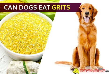 1692104469 Can Dogs Eat Grits  