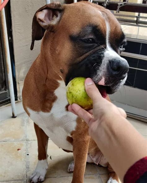 1692105037 Can Dogs Eat Guava  