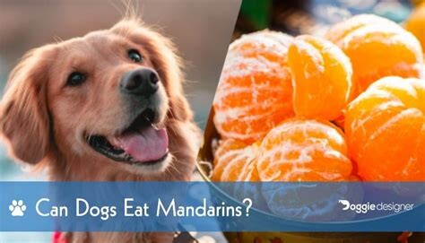 1692113742 Can Dogs Eat Mandarins  