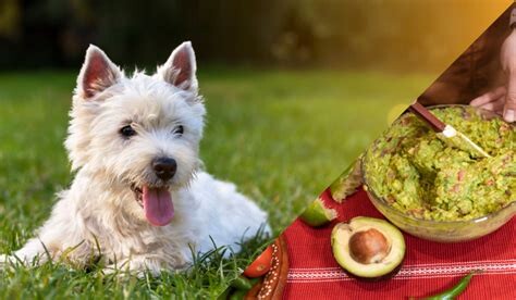 1692166778 Can Dogs Eat Guacamole  