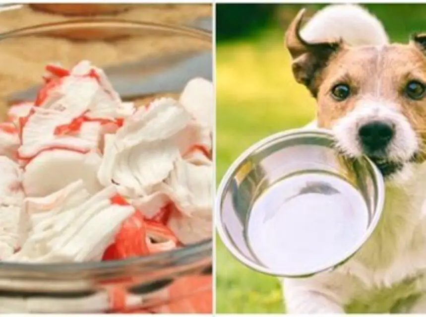 Can Dogs Eat Imitation Crab Can Dogs Eat Imitation Crab