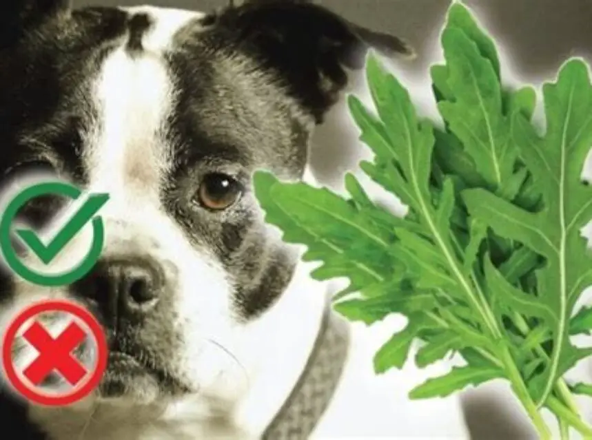 Can Dogs Eat Arugula Can Dogs Eat Arugula