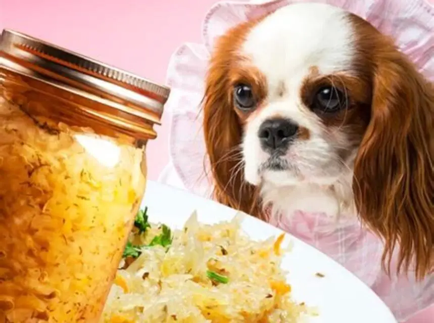 Can Dogs Eat Sauerkraut Can Dogs Eat Sauerkraut