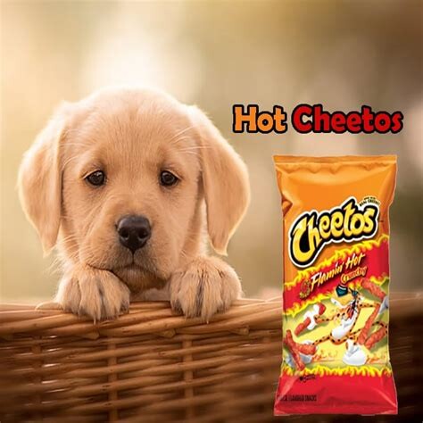 1692263053 Can Dogs Eat Hot Cheetos  