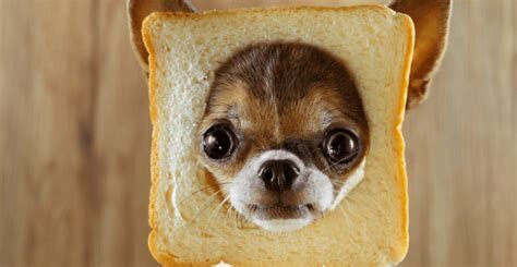 1692270309 Can Dogs Eat Sourdough Bread  